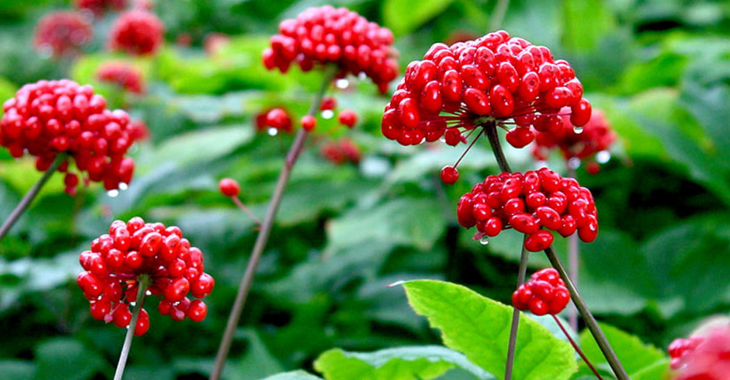 ženšen na zväčšenie penisu